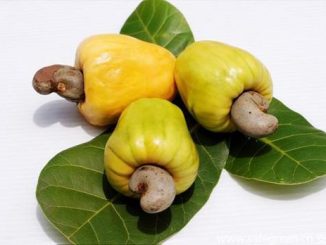为何腰果不带壳销售?