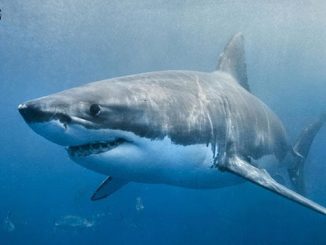 英语热词 | 绑架一条鲨鱼:sharknapping