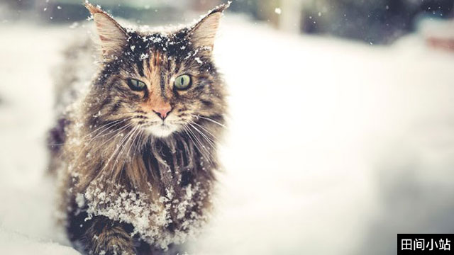 英语短篇小说 | The Cat 猫 玛丽·埃莉诺·威尔金斯·弗里曼
