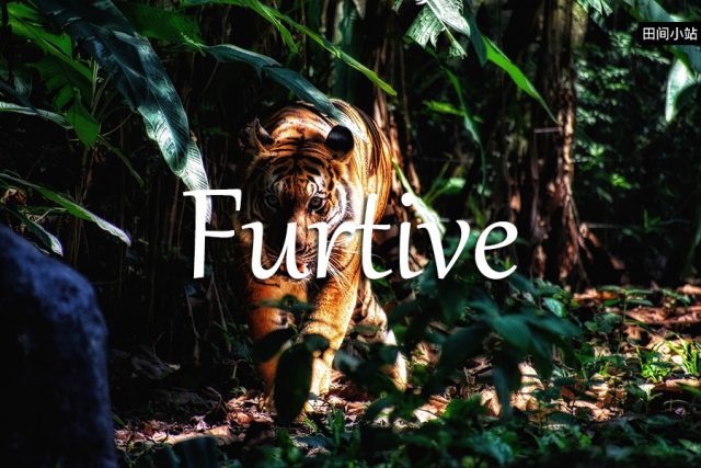 小词详解 | furtive